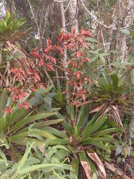 Image of Vriesea elata (Baker) L. B. Sm.