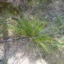 Image of Carex goyenii Petrie