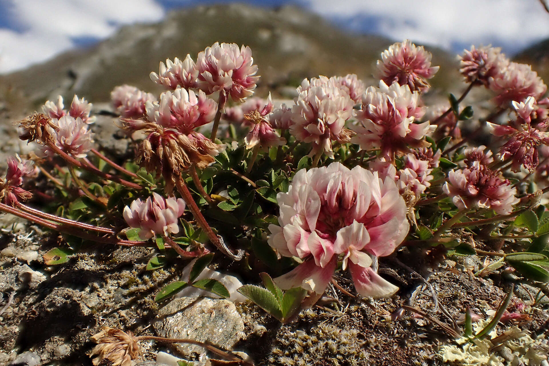 Imagem de Trifolium pallescens Schreb.