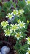 Plancia ëd Saxifraga sedoides L.