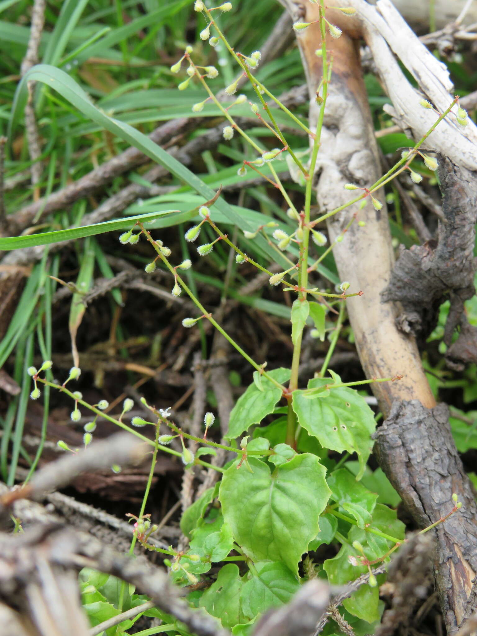 Image of enchanter's nightshade