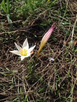 Imagem de Zephyranthes fosteri Traub