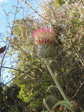 صورة Cirsium subcoriaceum (Less.) Sch. Bip. ex Seem.