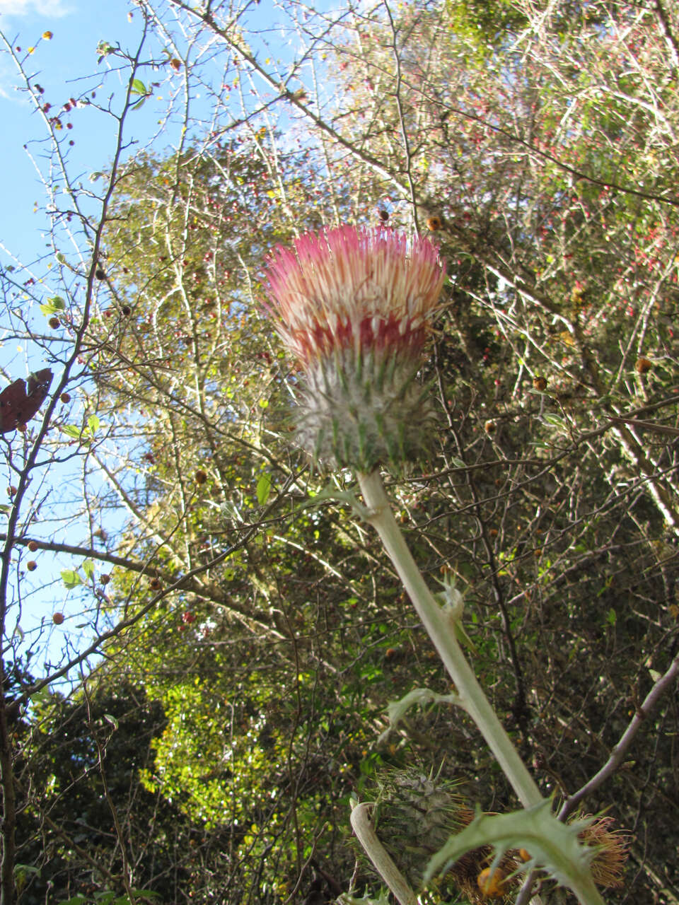 Imagem de Cirsium subcoriaceum (Less.) Sch. Bip. ex Seem.