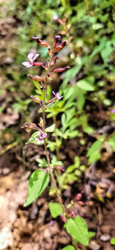 Image of Wright's waxweed