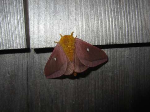 Image of Pink-striped Oakworm