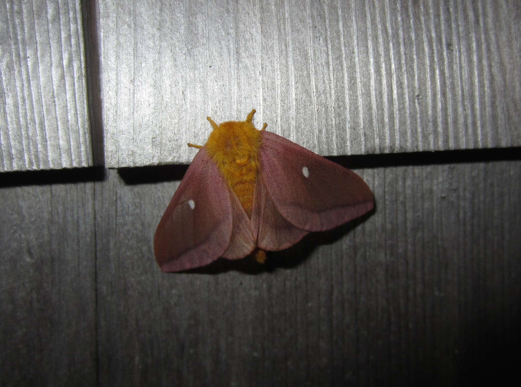 Image of Pink-striped Oakworm