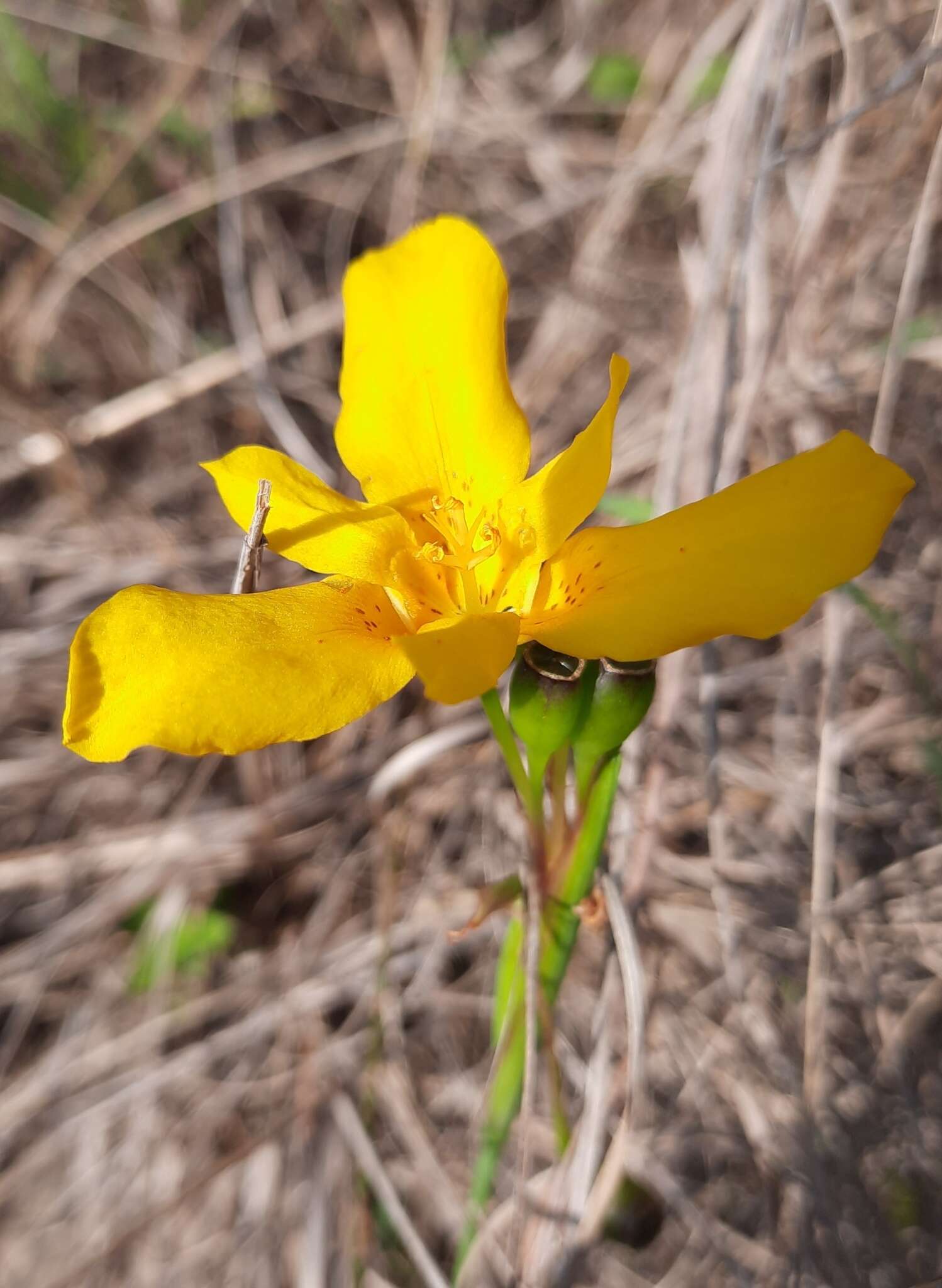 Image of Tigridia dugesii S. Watson