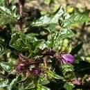 Image of Solanum cinereum R. Br.