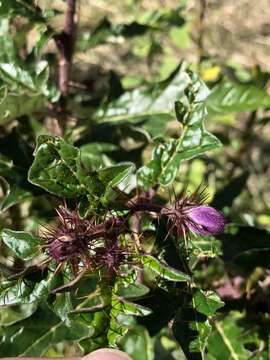 Image of Solanum cinereum R. Br.