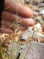 Imagem de Elymus elymoides (Raf.) Swezey