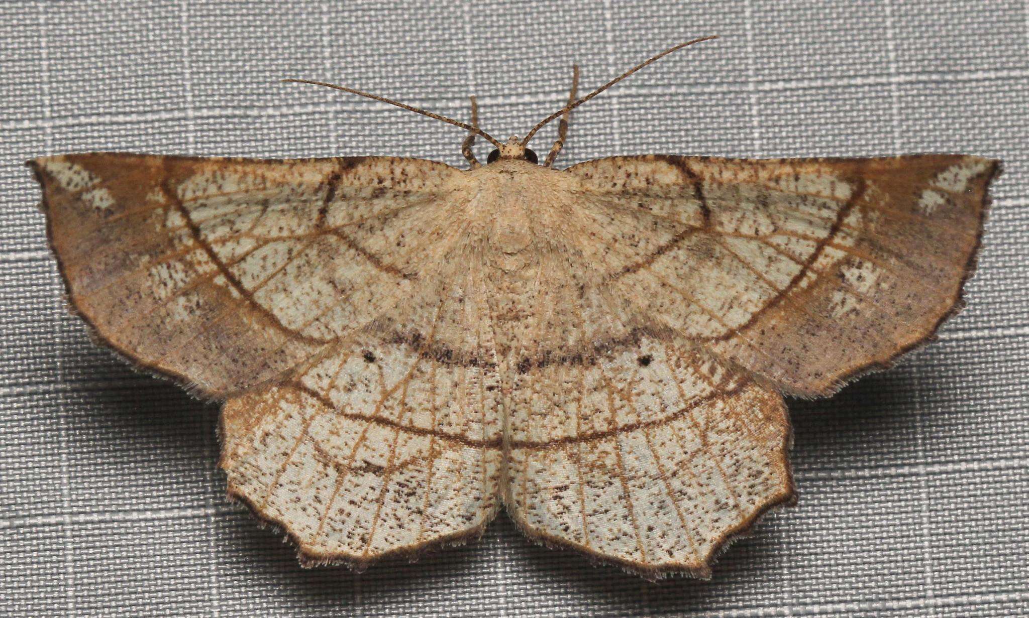 Image of Scrub Euchlaena