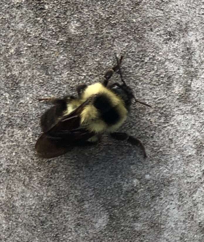 Image of Wilmatte's Bumble Bee