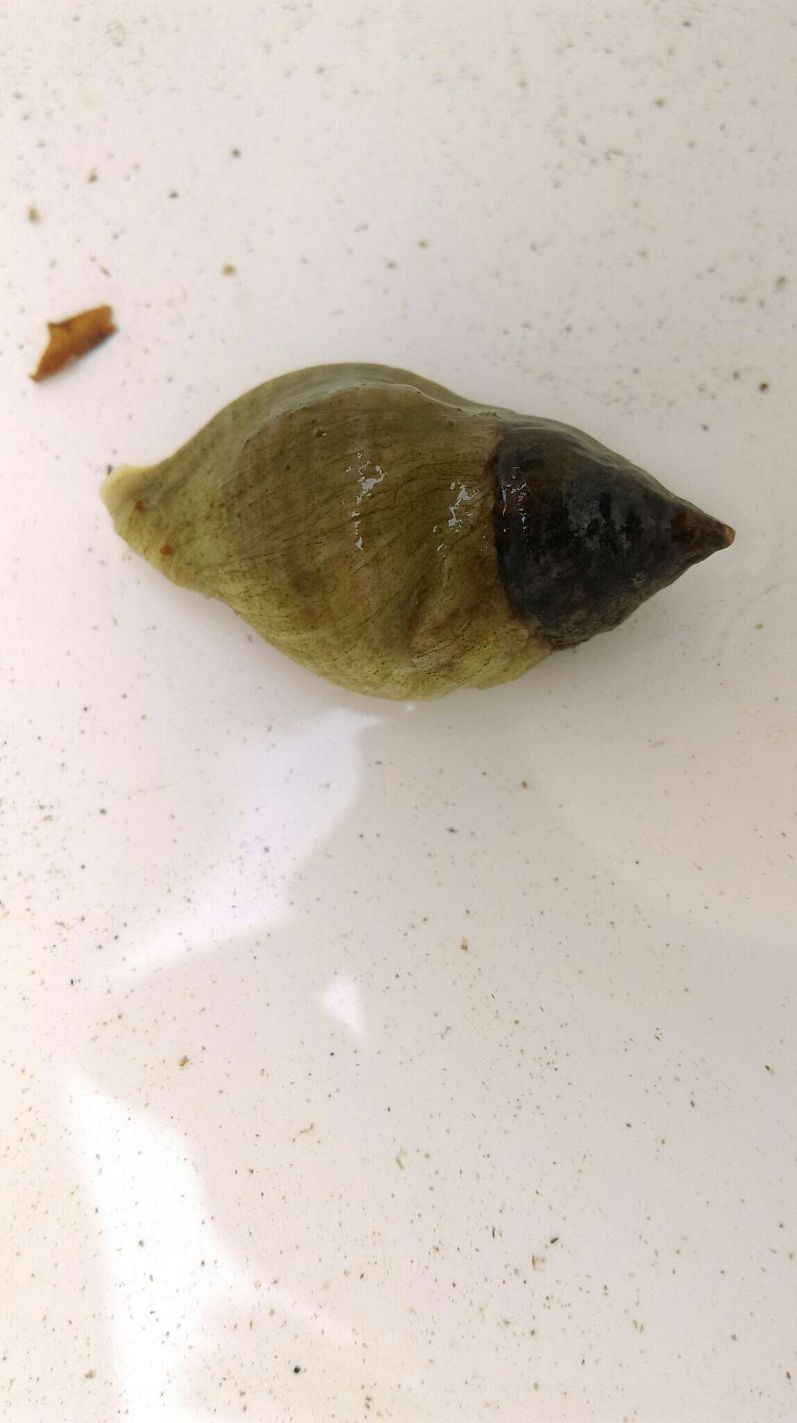 Image of Dog whelk