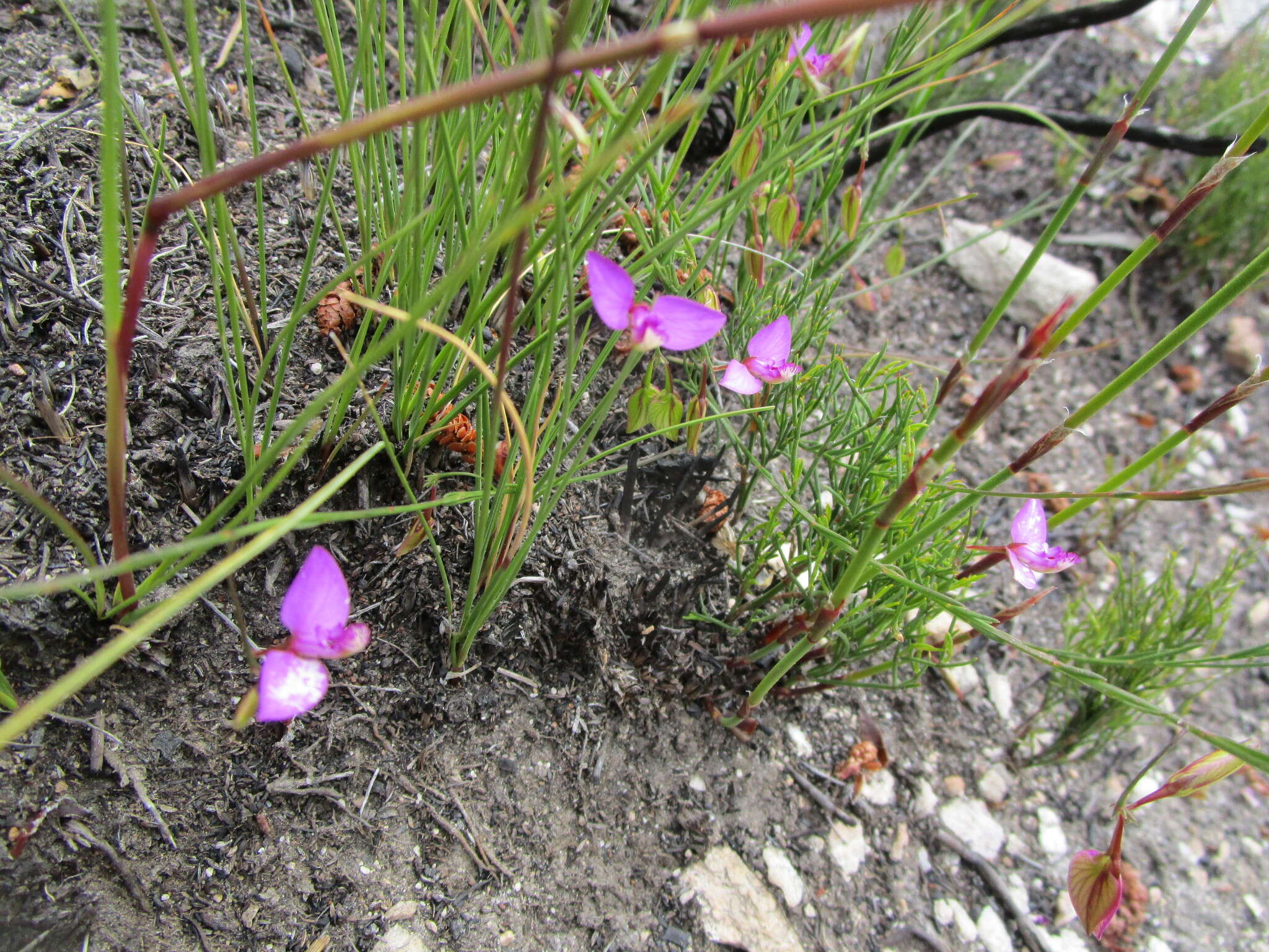 Image of Polygala refracta Burch. ex DC.