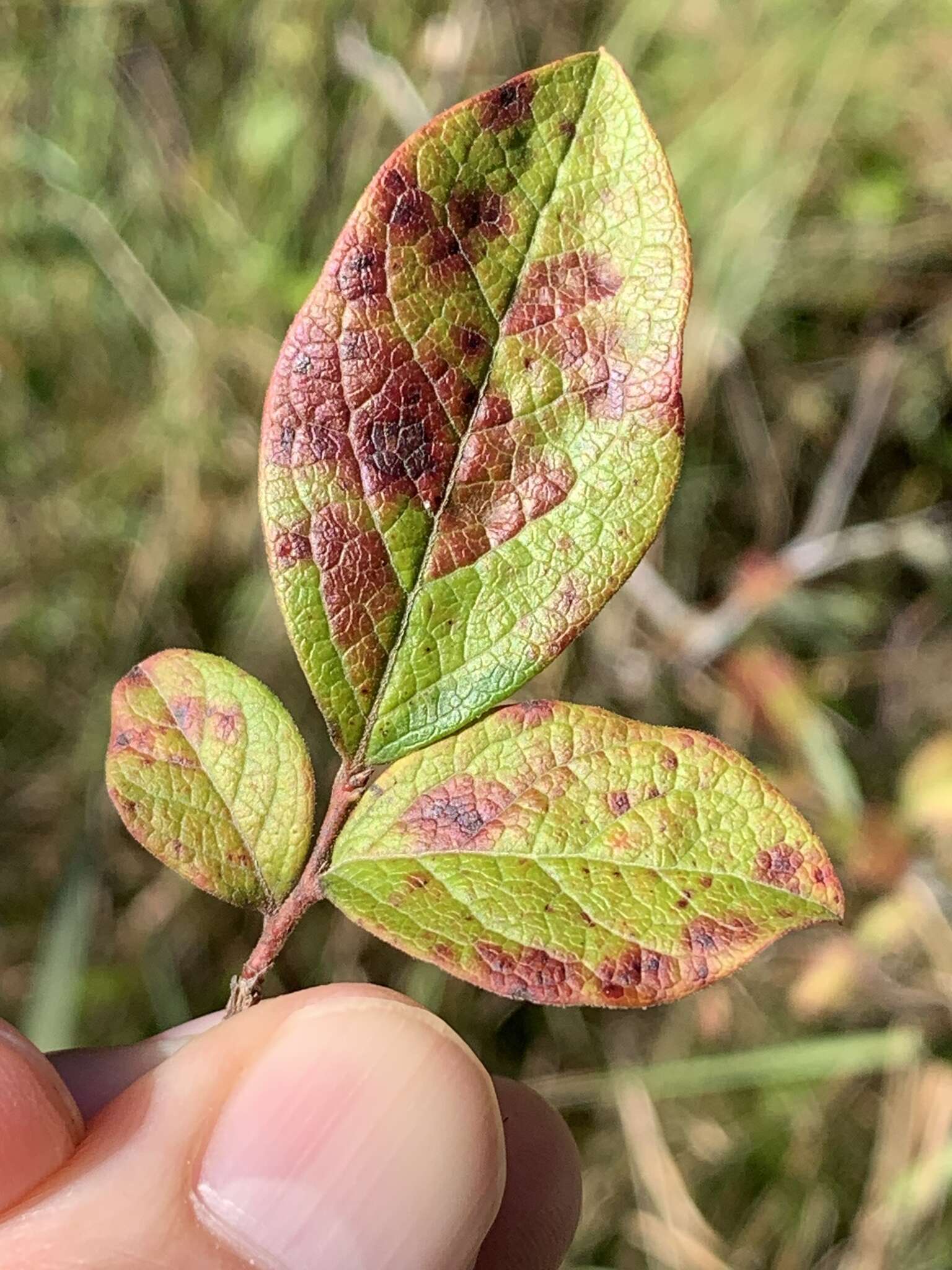 Plancia ëd Vaccinium fuscatum Ait.