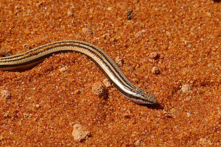 Image of Lerista planiventralis (Lucas & Frost 1902)