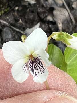 Sivun Viola macloskeyi F. E. Lloyd kuva