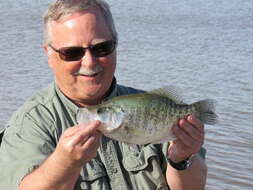 Image of White Crappie