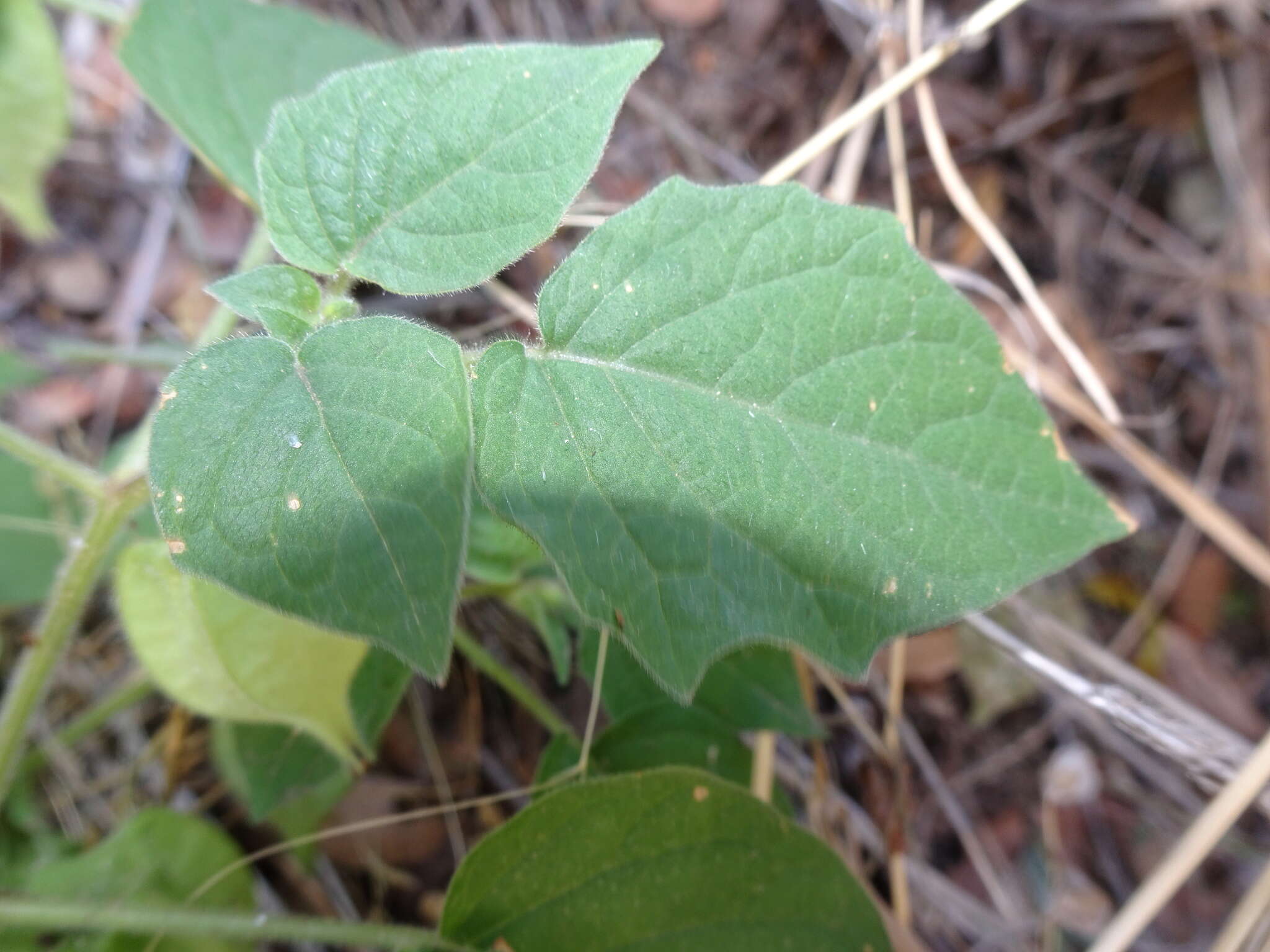 Imagem de Physalis pubescens L.