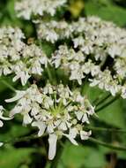 Image of Heracleum sphondylium subsp. elegans (Jacq.) Schübl. & G. Martens