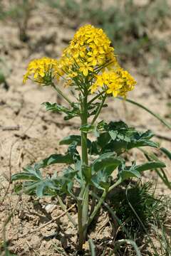 Image of Leontice leontopetalum subsp. ewersmannii (Bunge) Coode