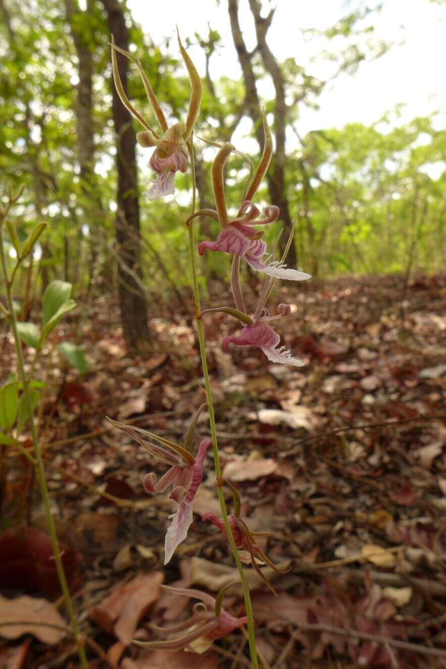 Image of Eulophia venulosa Rchb. fil.