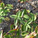 Image of Scutellaria supina L.