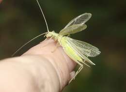 Image of Fast-calling Tree Cricket