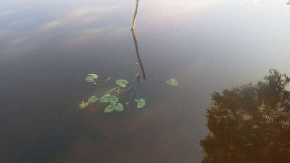 Слика од Sagittaria guayanensis subsp. lappula (D. Don) Bogin