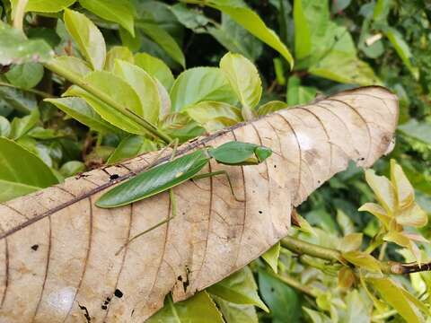 Image of Giant Malaysian Shield Mantis