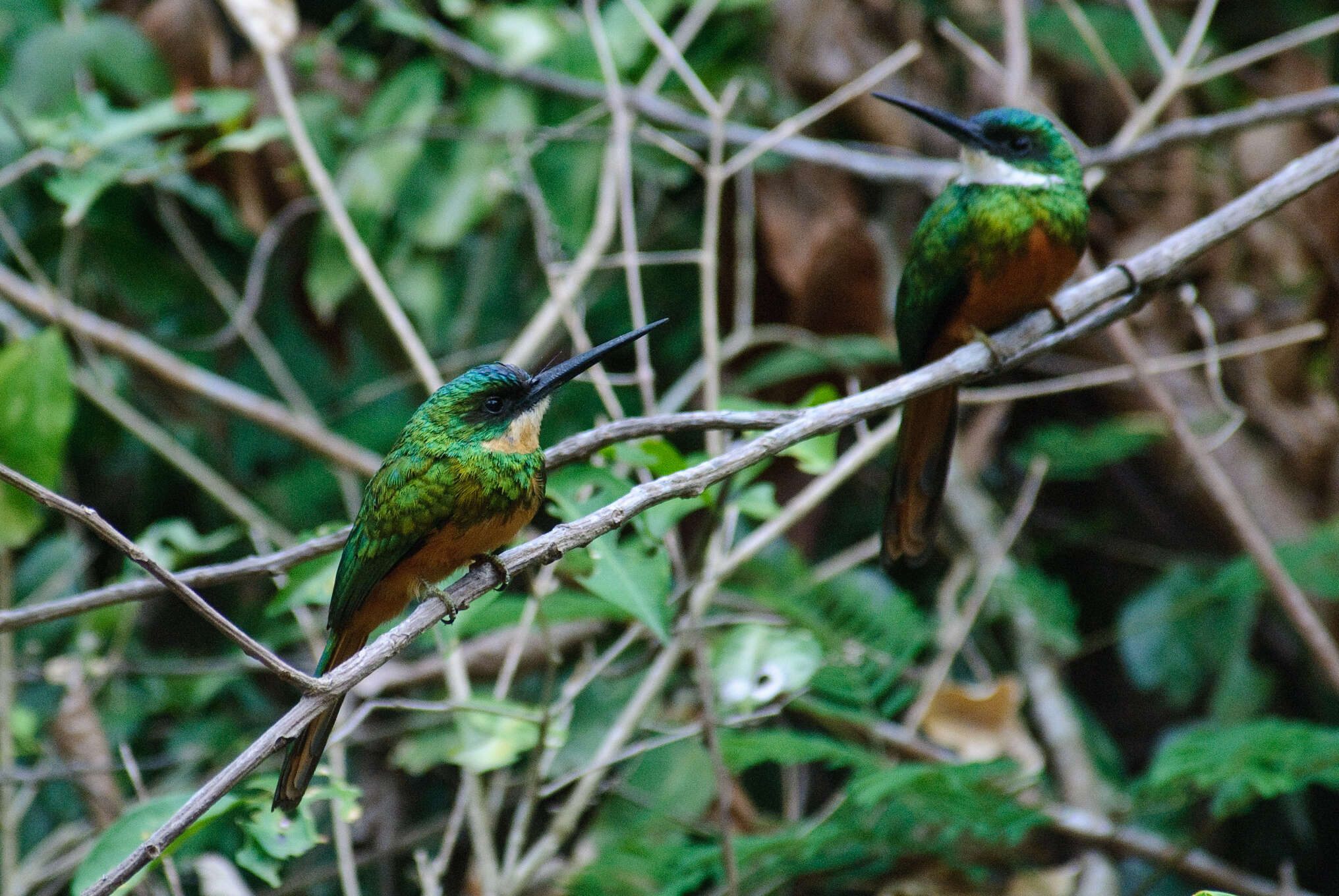 Image of Galbula ruficauda rufoviridis Cabanis 1851