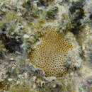 Image of Lesser Starlet Coral