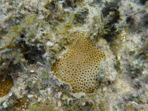 Image of Lesser Starlet Coral