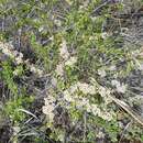 صورة Spiraea aquilegifolia Pall.