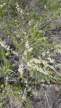 صورة Spiraea aquilegifolia Pall.