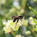 Image of Chalcosyrphus pleuralis (Kertesz 1901)