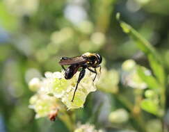 Image of Chalcosyrphus pleuralis (Kertesz 1901)