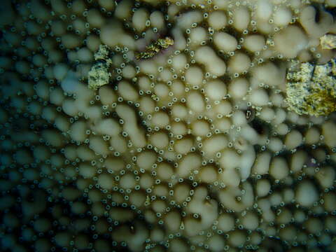 Image of pore coral