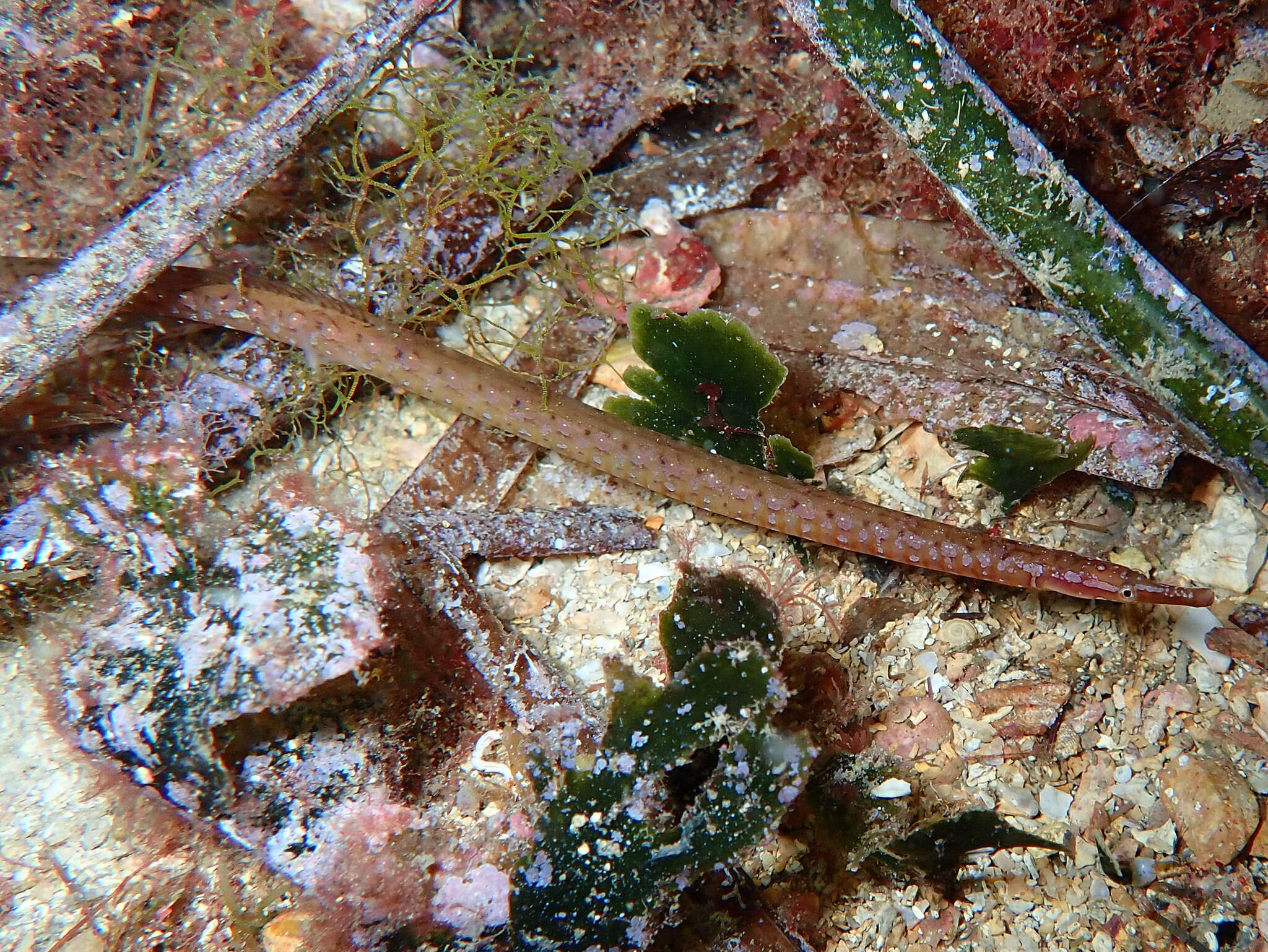 Image of Spotted Pipefish