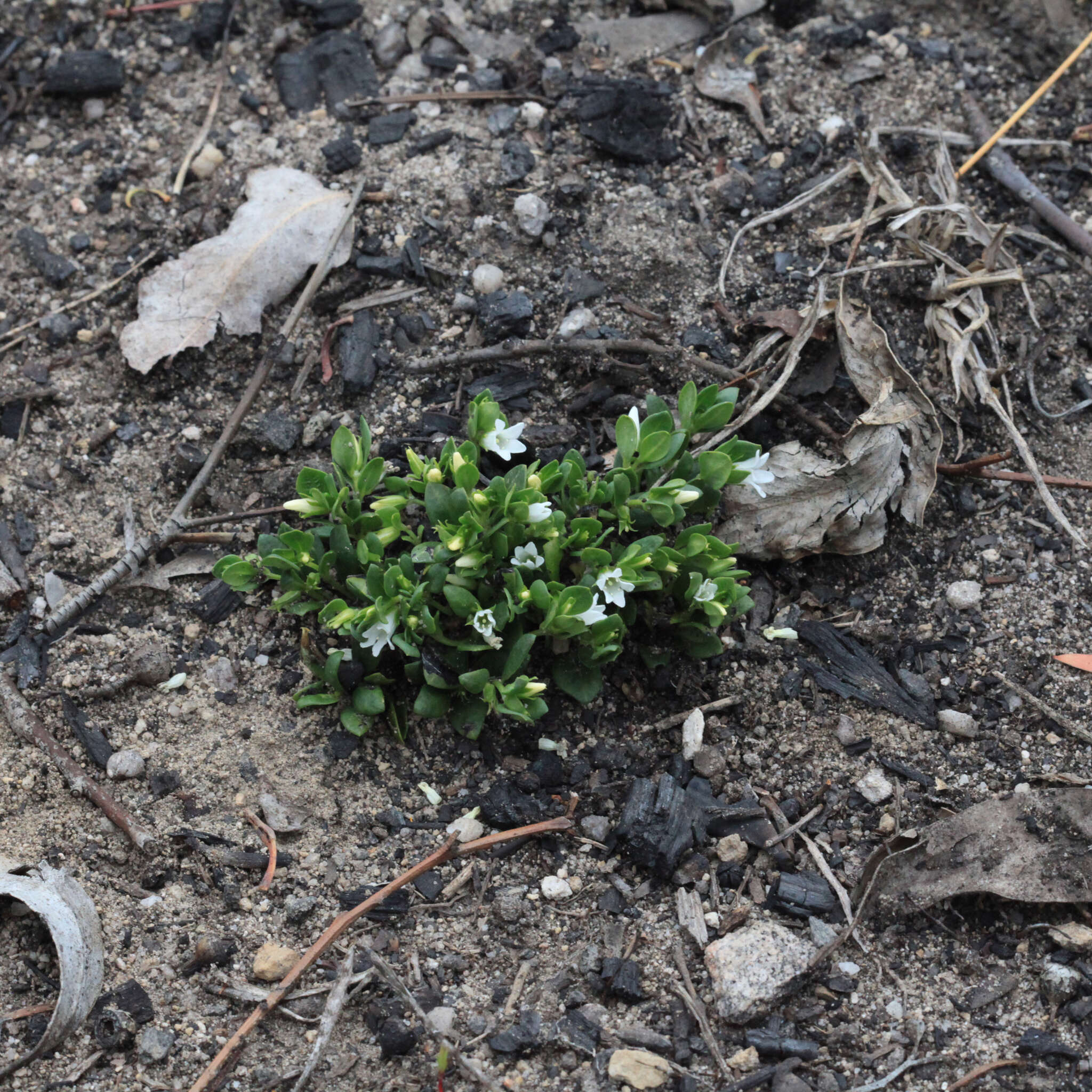 Image of Orianthera pusilla (R. Br.) C. S. P. Foster & B. J. Conn