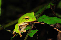 Image of Zhangixalus prasinatus (Mou, Risch & Lue 1983)