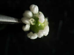 Image of Grove Sandwort