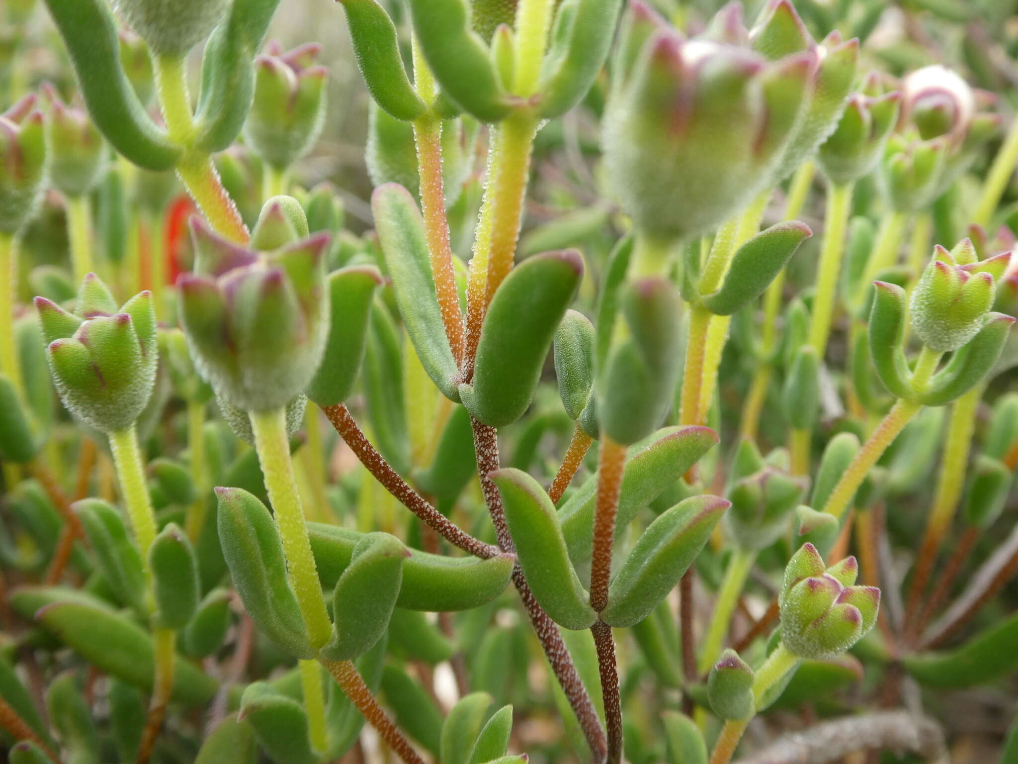 Image of Drosanthemum lavisii L. Bol.