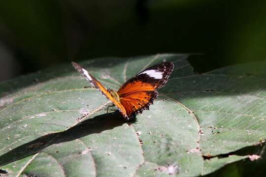 Image of Orange lacewing