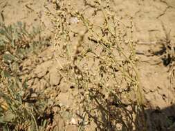 Image of Atriplex verrucifera Bieb.