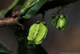 Image of Scaphopetalum thonneri De Wild.