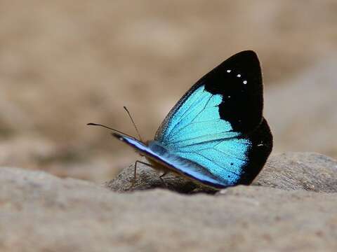 Imagem de Lymanopoda caeruleata Godman & Salvin 1880