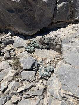 Image de Artemisia constricta Sòn. Garcia, Garnatje, Mc Arthur, Pellicer, S. C. Sand. & Vallès-Xirau