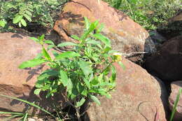 Image of Barleria crossandriformis C. B. Cl.